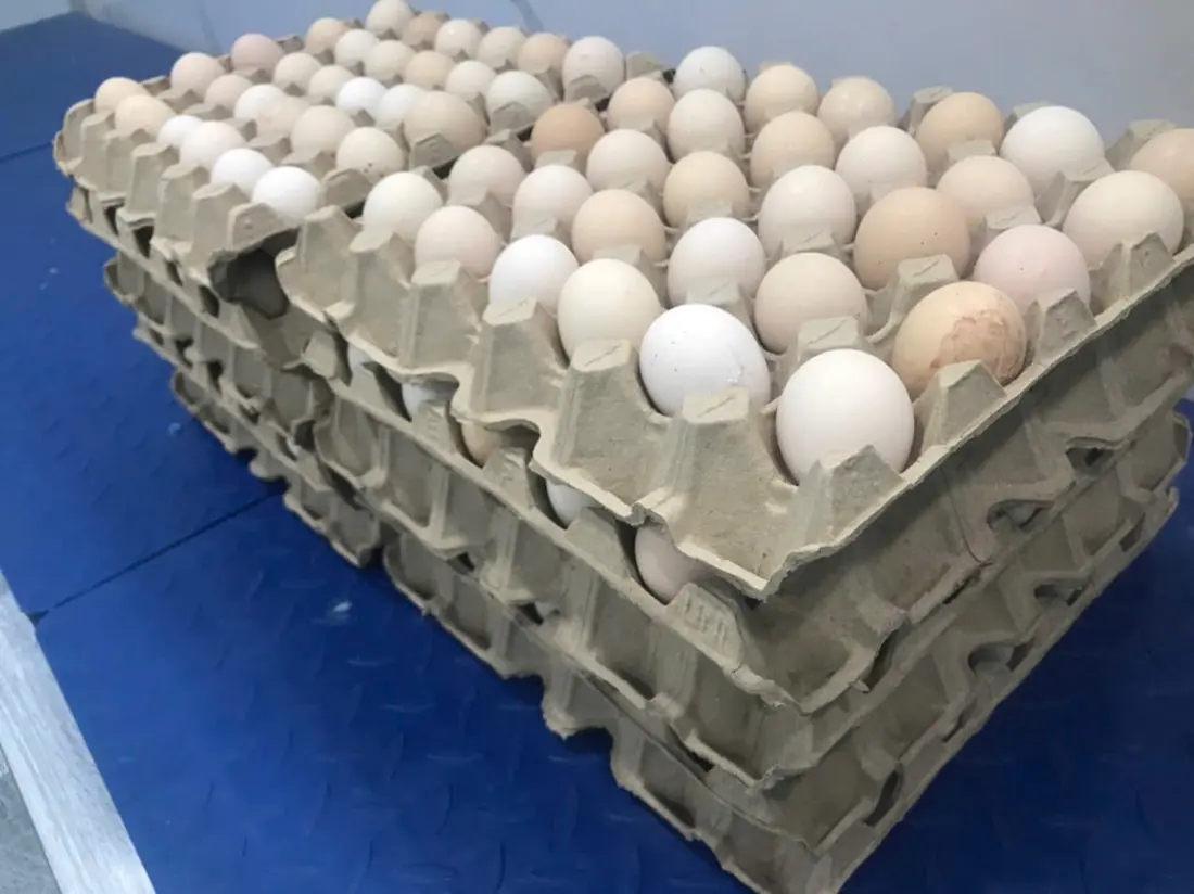 Trứng Gà Ác Tươi Duy Phát Thùng 150 Quả – Trứng Sạch, Tươi Mỗi Ngày